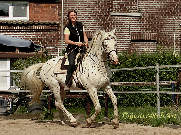 Dynamischer Sitz im Galopp