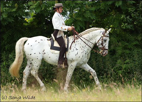 Reiten mit Kandare