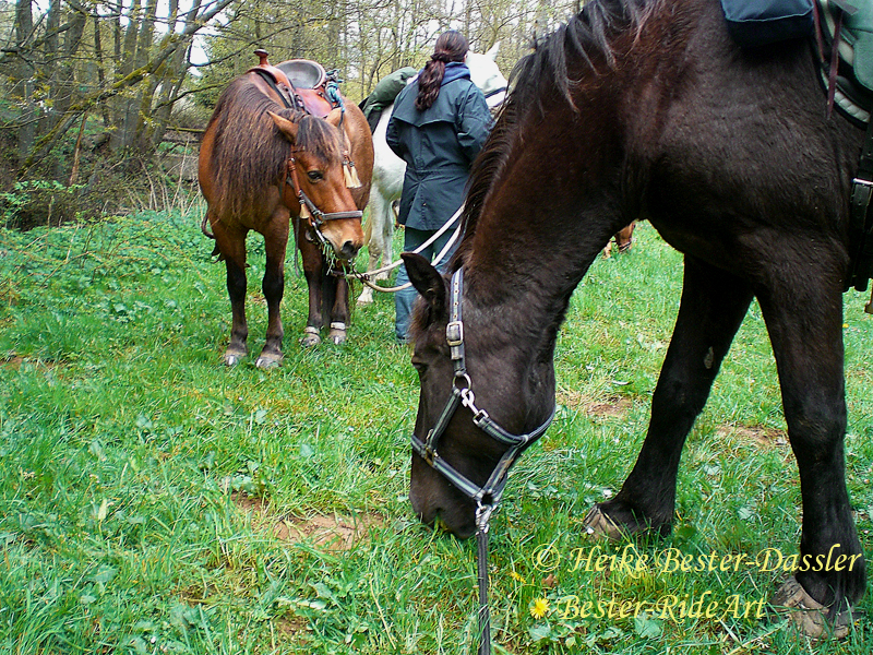 Wanderreiten mit Hufschuhen