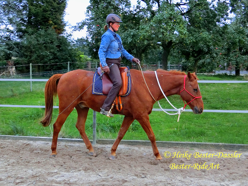 Justin Halsringreiten im Trab