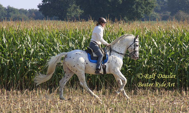 Lobo Galopp Maisfeld