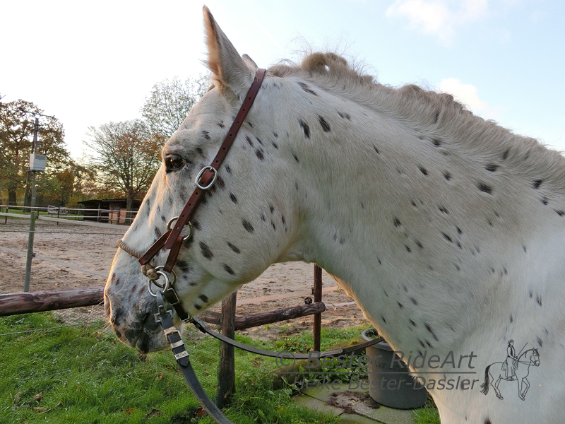 Gebisslos Reiten mit Lindel