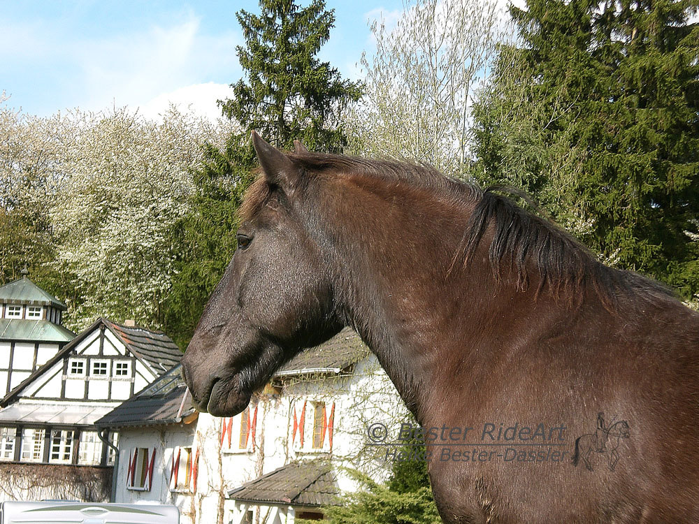 Wanderreiten