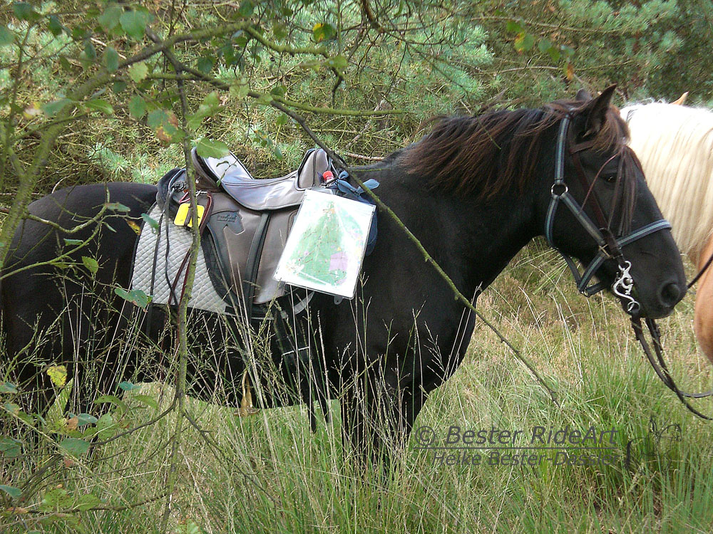 Wanderreiten mit Aragon