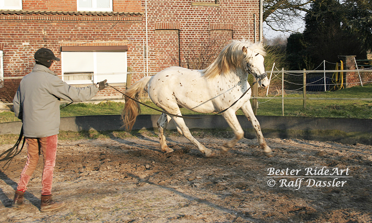 Lobo 6 jährig Longieren