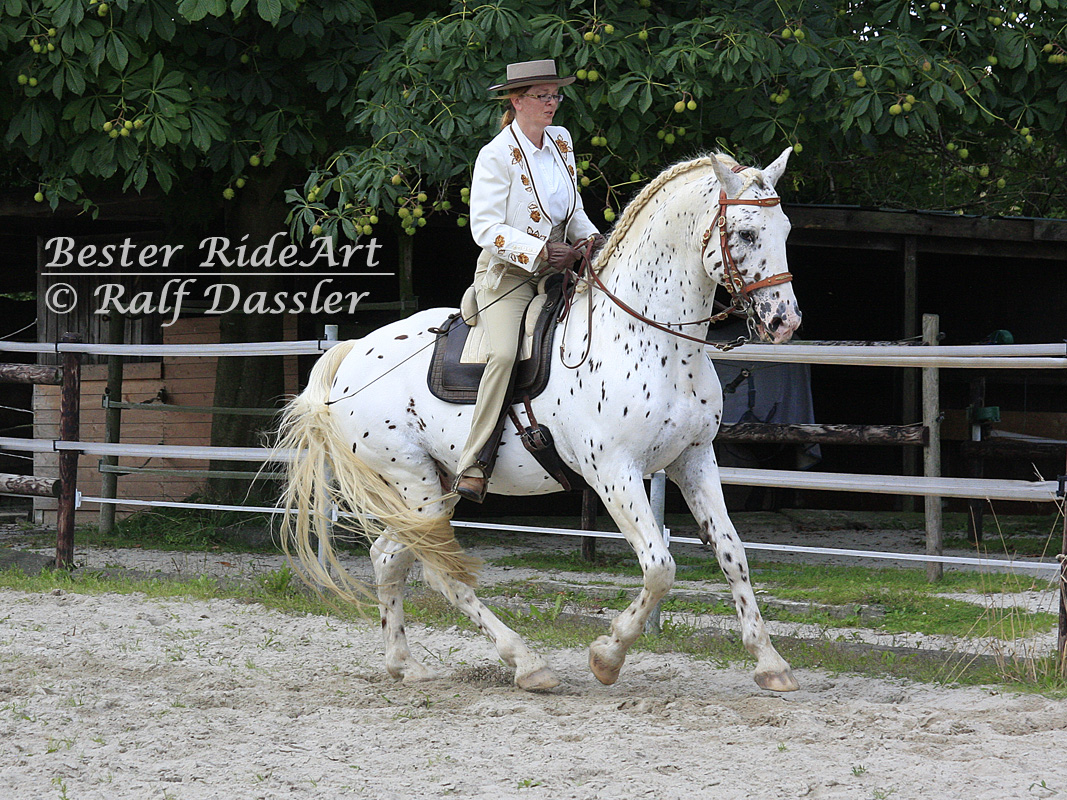 Knabstrupper im Galopp