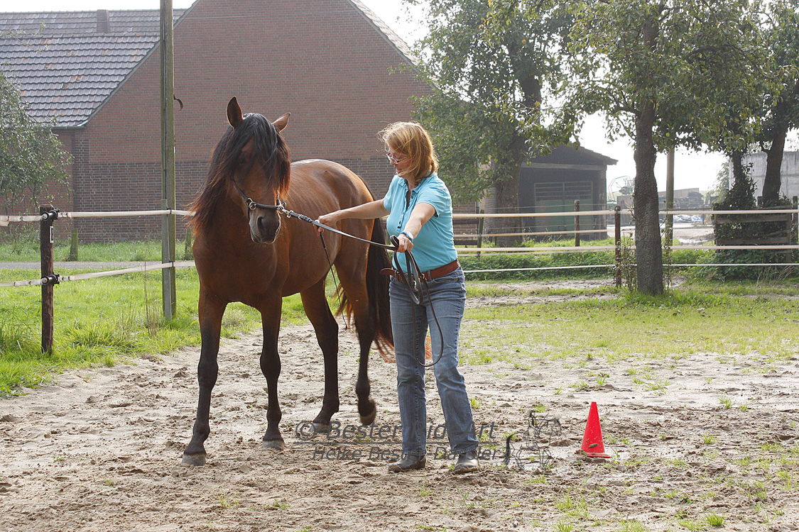 Ein Pferd wird nicht als Reitpferd geboren. Drum ist es wichtig dem Pferd alles beizubringen, was es später können soll.